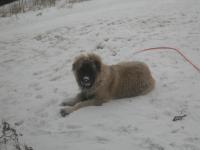 Attached Image: DSCN1157.JPG