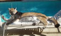 Attached Image: nakiia_by_pool_bigger.jpg