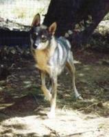 Attached Image: littlesue.JPG