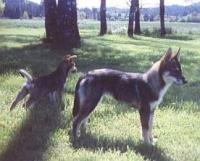 Attached Image: sioux.JPG