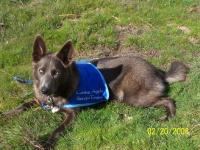 Attached Image: canineangel3.JPG