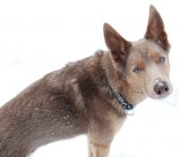 Attached Image: Ronin_Snow.jpg