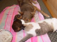 Attached Image: Solie_Ronin_Romeo_1_19_07_1.jpg