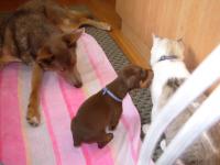 Attached Image: Solie_Ronin_Romeo_1_19_07_2.jpg