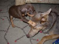 Attached Image: Solie_and_Ronin_1_25_07__1_.jpg