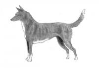 800px_Tahltan_bear_dog_sketch2.jpg