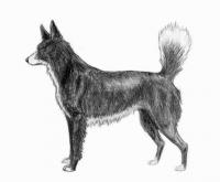 727px_Tahltan_Bear_Dog_sketch2.jpg