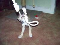 Attached Image: big_snow__of_2010_002.jpg