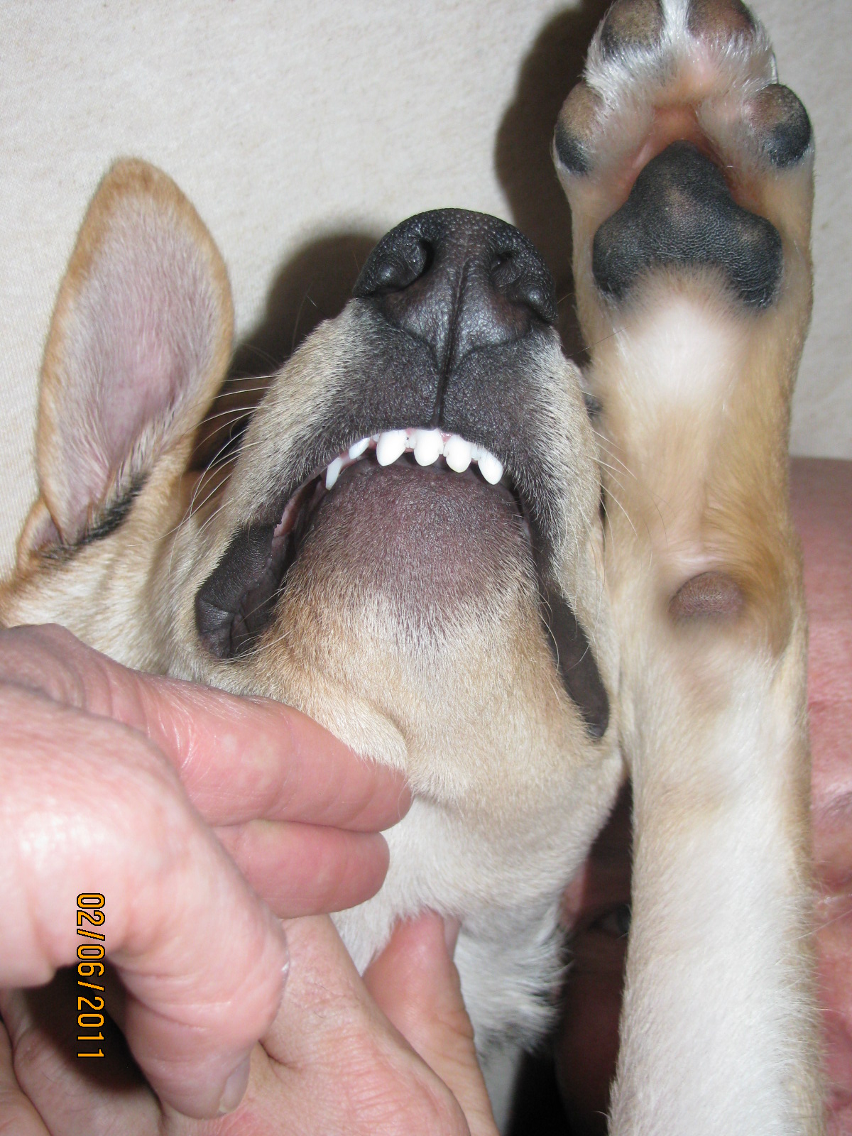 overshot bite in dogs quotation