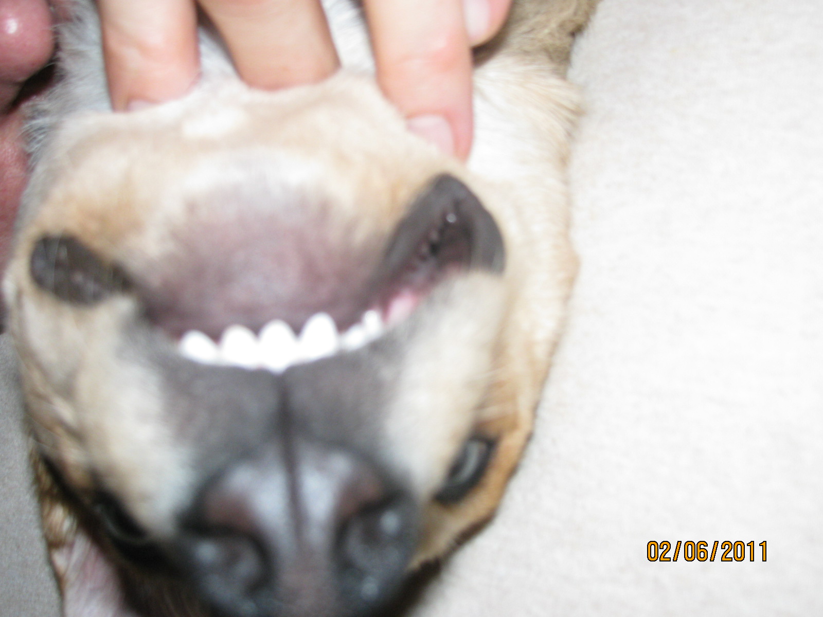 overshot bite in dogs quotation