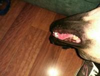 Coffey bottom canine top canine align_20170814.jpg