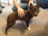 shappa x little bear pup 944.jpg