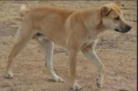 Cameroon village dog- example.JPG