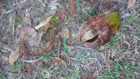 smaller coconut.jpg