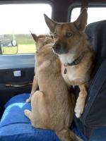 2Dogs1Seat.jpg