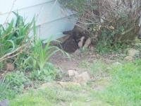Attached Image: back_yard_fun_010.jpg