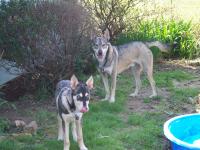 Attached Image: back_yard_fun_013.jpg