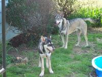 Attached Image: back_yard_fun_014.jpg