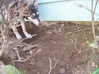Attached Image: back_yard_fun_016.jpg