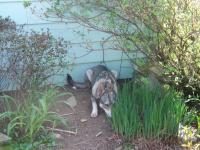 Attached Image: back_yard_fun_019.jpg