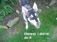 Attached Image: back_yard_fun_022.jpg