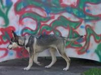 Attached Image: back_yard_fun_025.jpg