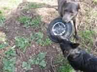 frisbeeboys.JPG