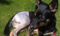 Wicca Naps Outside 2 Small.jpg
