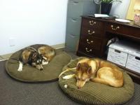 Draco & Rocco at Julia\'s Office.jpg