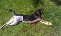 Wicca Naps Outside 3 Small.jpg