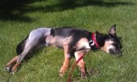 Wicca Naps Outside 1 Small.jpg