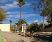 Three Dogs Off Leash.jpg
