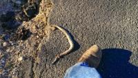 Dead snake.jpg