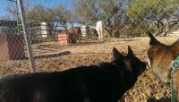 Dogs &amp; Horses.jpg