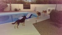 Tucson dogs around pool.jpg
