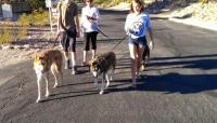 Kids, Dogs in Tucson 2.jpg