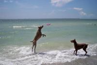 Annes Beach - dogs havn fun.JPG