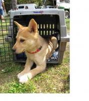 Attached Image: Crate_training.JPG