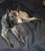 Attached Image: Kaboo_on_bed.JPG