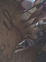 Attached Image: 2010_06_12_16.07.08.jpg