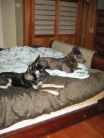 Attached Image: onthebed.JPG