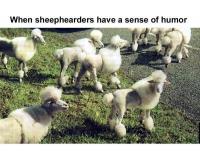 SheepHumor.jpg