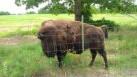 108. Buffalo near fossil rim, TX (6).jpg