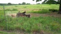 111. Buffalo near fossil rim, TX (9).jpg