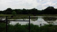 103. Buffalo near fossil rim, TX (1).jpg