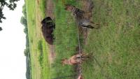 116. Buffalo near fossil rim, TX (14).jpg