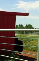 6. Finally a REAL one - Tatanka in the shade .jpg