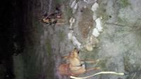 85. keeping watch around tipi fire circle (2).jpg