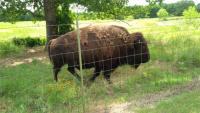 107. Buffalo near fossil rim, TX (5).jpg