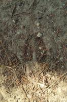 83. Deer Track at tent site (2).jpg